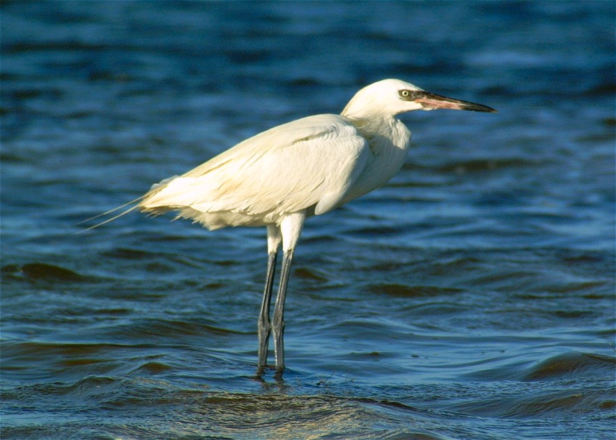 egret-15.jpg   (884x632)   151 Kb                                    Click to display next picture